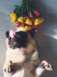 High angle view of pug sticking out tongue while lying on table with flowers