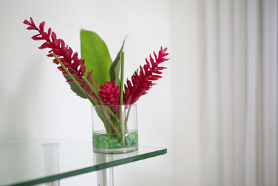 Crimson flower in glass on shelf