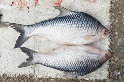 Close-up of fish side by side