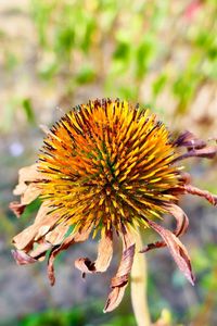 Close-up of wilted flower