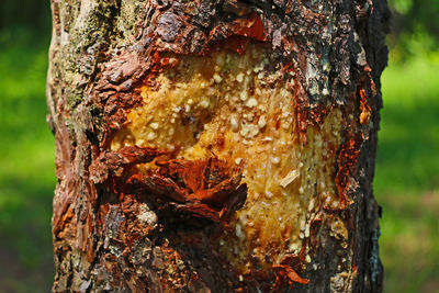 Close-up of tree trunk in forest