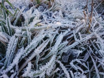 Close-up of snow covered plants