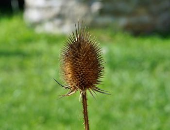 Close-up of thistle flowers