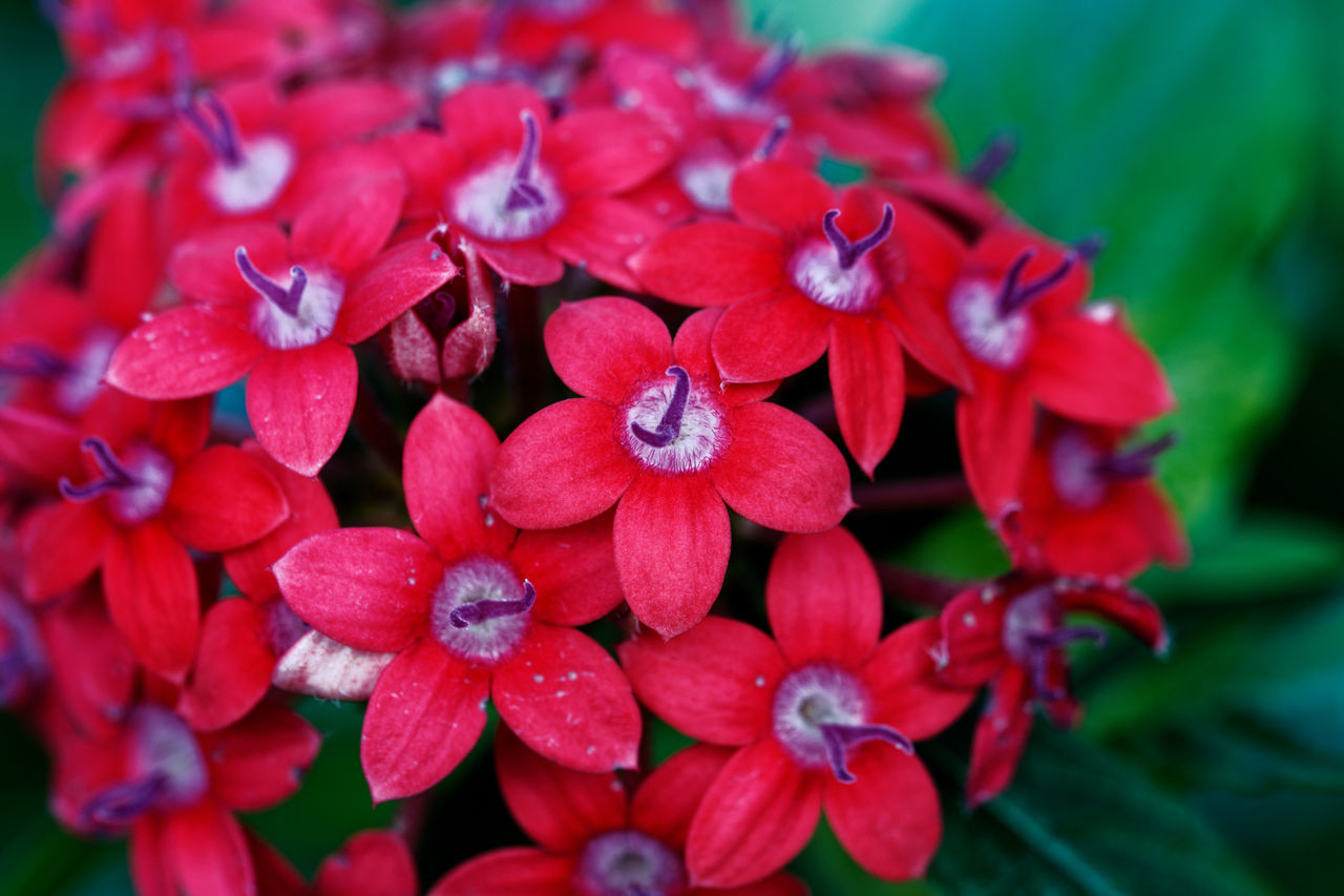 plant, flower, flowering plant, beauty in nature, red, freshness, close-up, nature, petal, macro photography, flower head, growth, inflorescence, fragility, no people, leaf, focus on foreground, outdoors, vibrant color, springtime, day, plant part, blossom, magenta