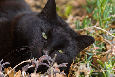 Portrait of black cat relaxing in the garden