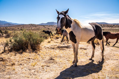 View of horse on field