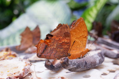Close-up of orange butterfly on leaves