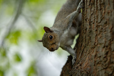 Close-up of squirrel on tree trunk