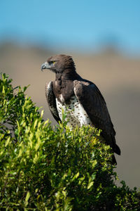 Bird perching on a tree