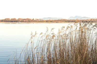 Scenic view of lake against clear sky