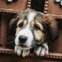 Close-up portrait of dog