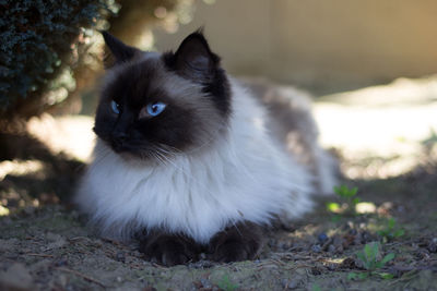 Close-up portrait of cat sitting outdoors