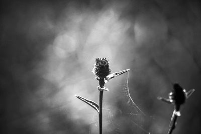 Close-up of wilted plant against sky