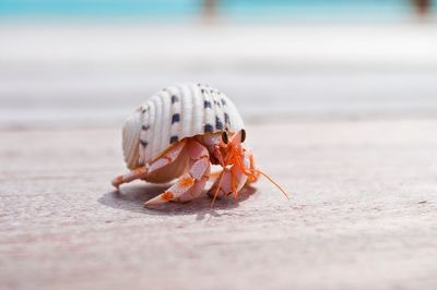 Close-up of crab in shell on beach