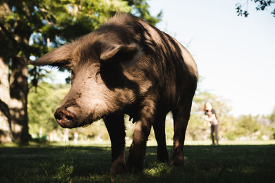 Close-up big pig in a farm