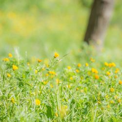 Close-up of yellow flower blooming in field