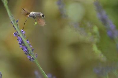 Close-up of insect on flower