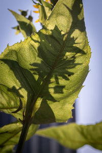 Low angle view of plant leaves against sky