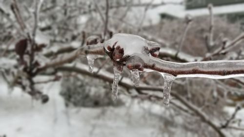 Close-up of snow on tree during winter