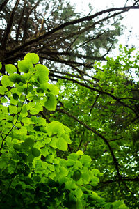 Low angle view of tree and plants