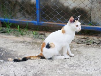 Side view of a cat looking away