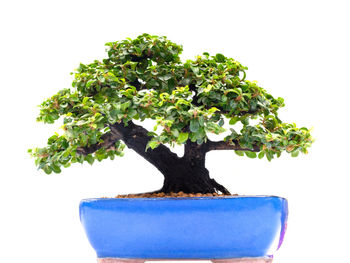 Close-up of small potted plant against white background