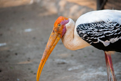 Close-up of bird