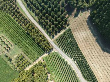 High angle view of plants growing on field