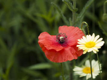 Close-up of honey bee on red flower