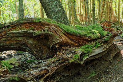 Moss growing on tree trunk in forest