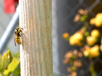 Close-up of insect