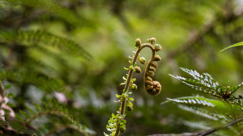 Close-up of fern on tree
