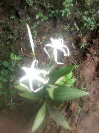 High angle view of flower plant