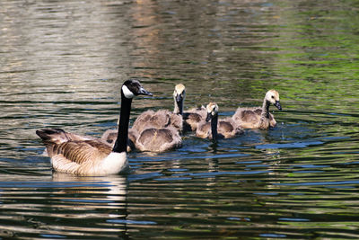 Ducks swimming in lake