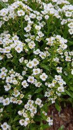 Close-up of white flowering plants