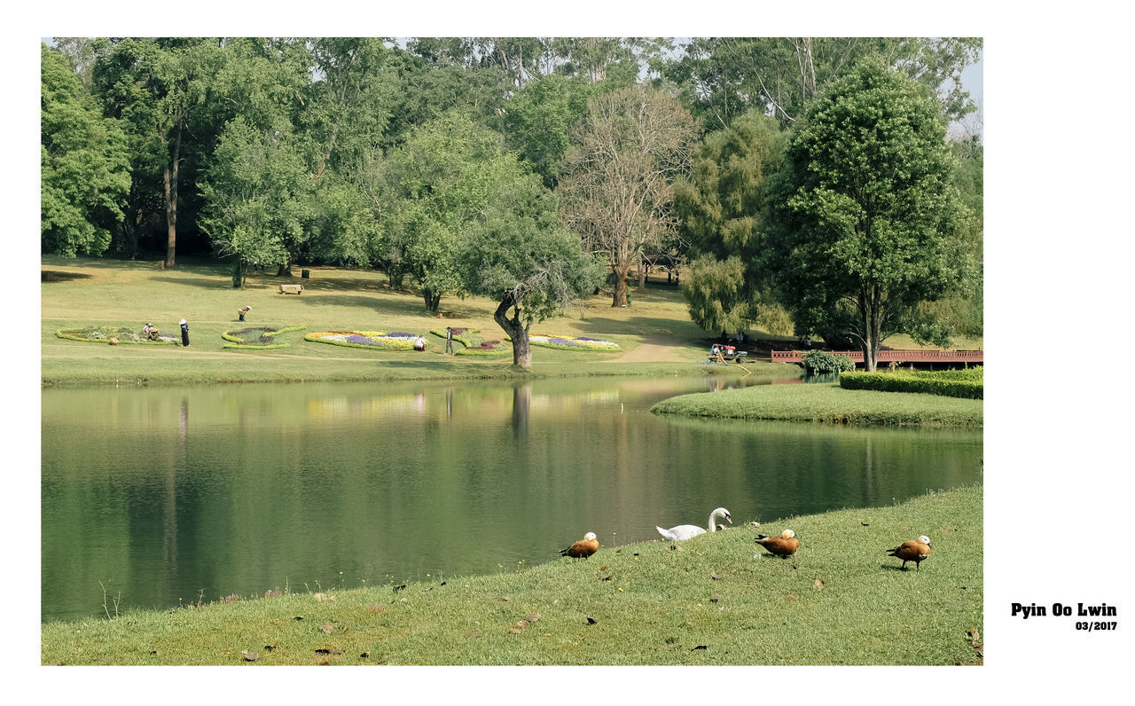 VIEW OF BIRDS ON LAKE