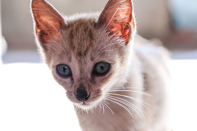 Close-up portrait of a cat