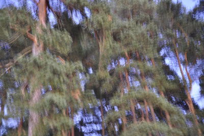 Low angle view of trees against sky