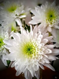 Close-up of flowers blooming outdoors