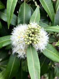 Close-up of flower growing on plant
