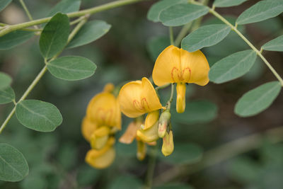 Yellow acacia blossom with red heart shapes on the petals of the flowers close-up