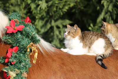 Portrait of cat relaxing outdoors