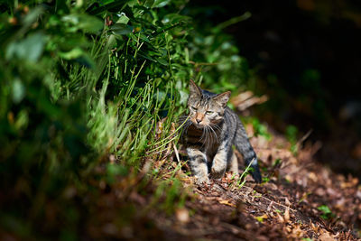 Close-up of a cat walking in the woods