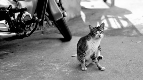 Portrait of cat sitting by car in city