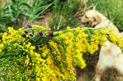 Close-up grasshoppers mating on yellow flowers against golden retriever on field