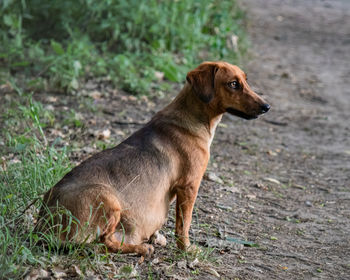 Brown dog sitting in the grass