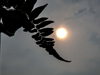 Low angle view of silhouette plant against sky during sunset