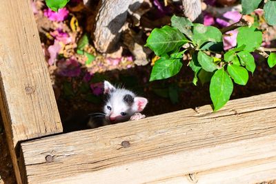 High angle view of kitten by plants