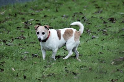 Portrait of dog standing on field