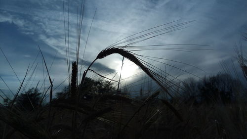 Close-up of silhouette plants on field against sky
